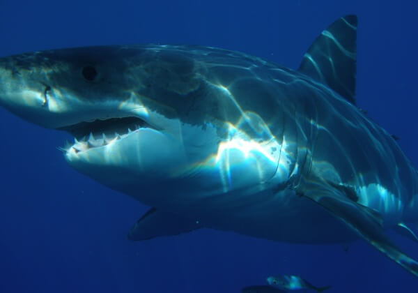 Captivity Kills Great White Shark Who Spent Three Days in Aquarium