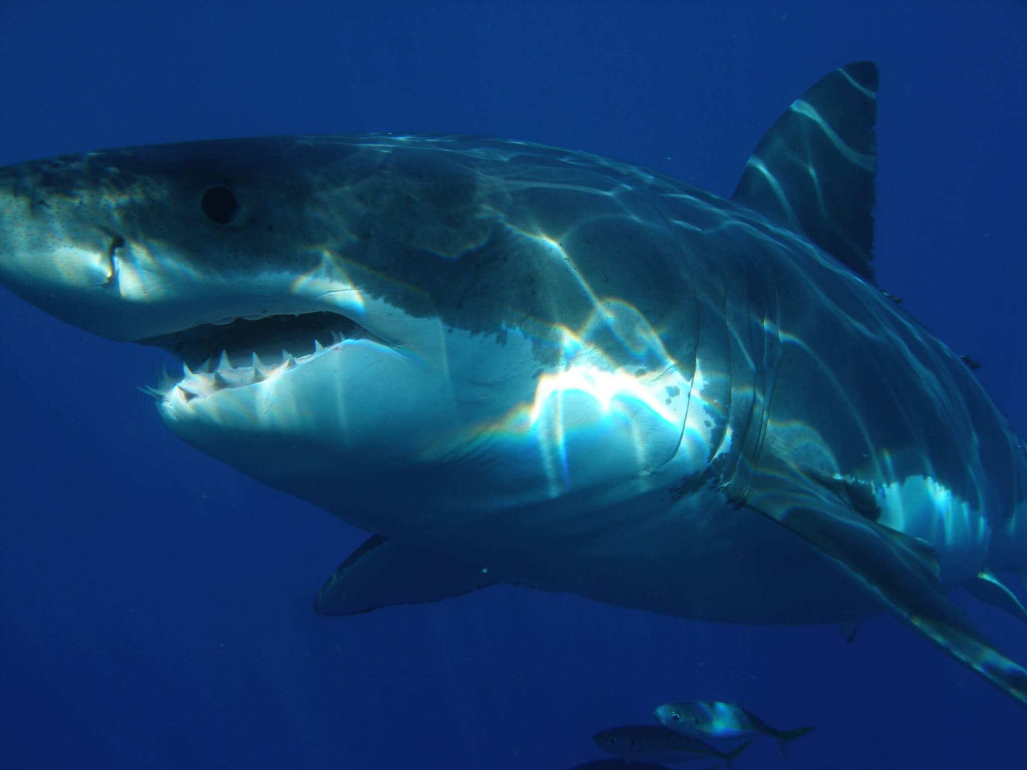 Captivity Kills Great White Shark Who Spent Three Days in Aquarium