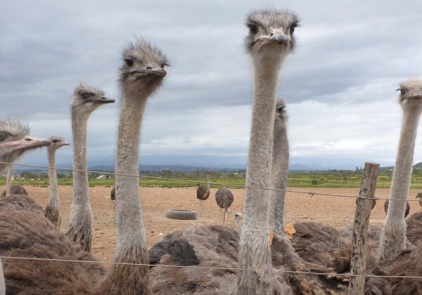 Exposed: Juvenile Ostriches Butchered for Hermès and Prada ‘Luxury’ Bags