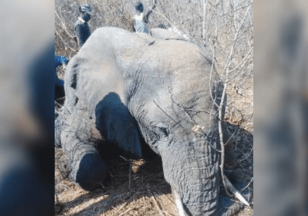 Elephant Shot Dead After Getting Spooked by a Selfie-Taking Man