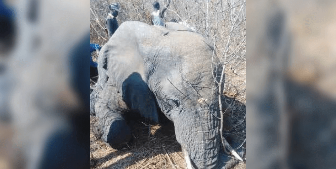 Elephant Shot Dead After Getting Spooked by a Selfie-Taking Man