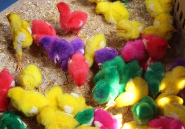 Horrific Video Shows Baby Chicks Roughly Tossed, Dyed Bright Colors