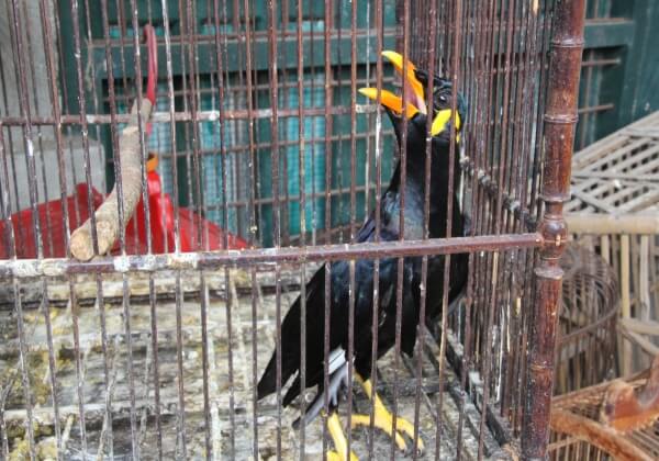 Appalling Animal Attractions: Indonesia’s Notorious Bird Markets