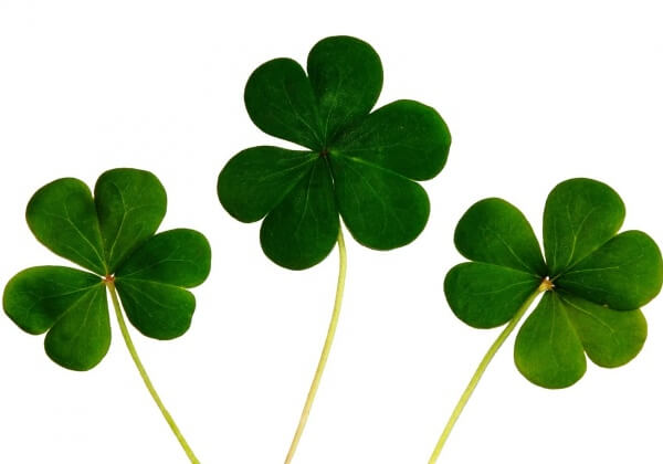 Five Ways to Go Green on St. Patrick’s Day