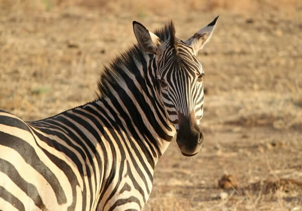 Zebra in Japan Dies After Being Chased and Tranquilized