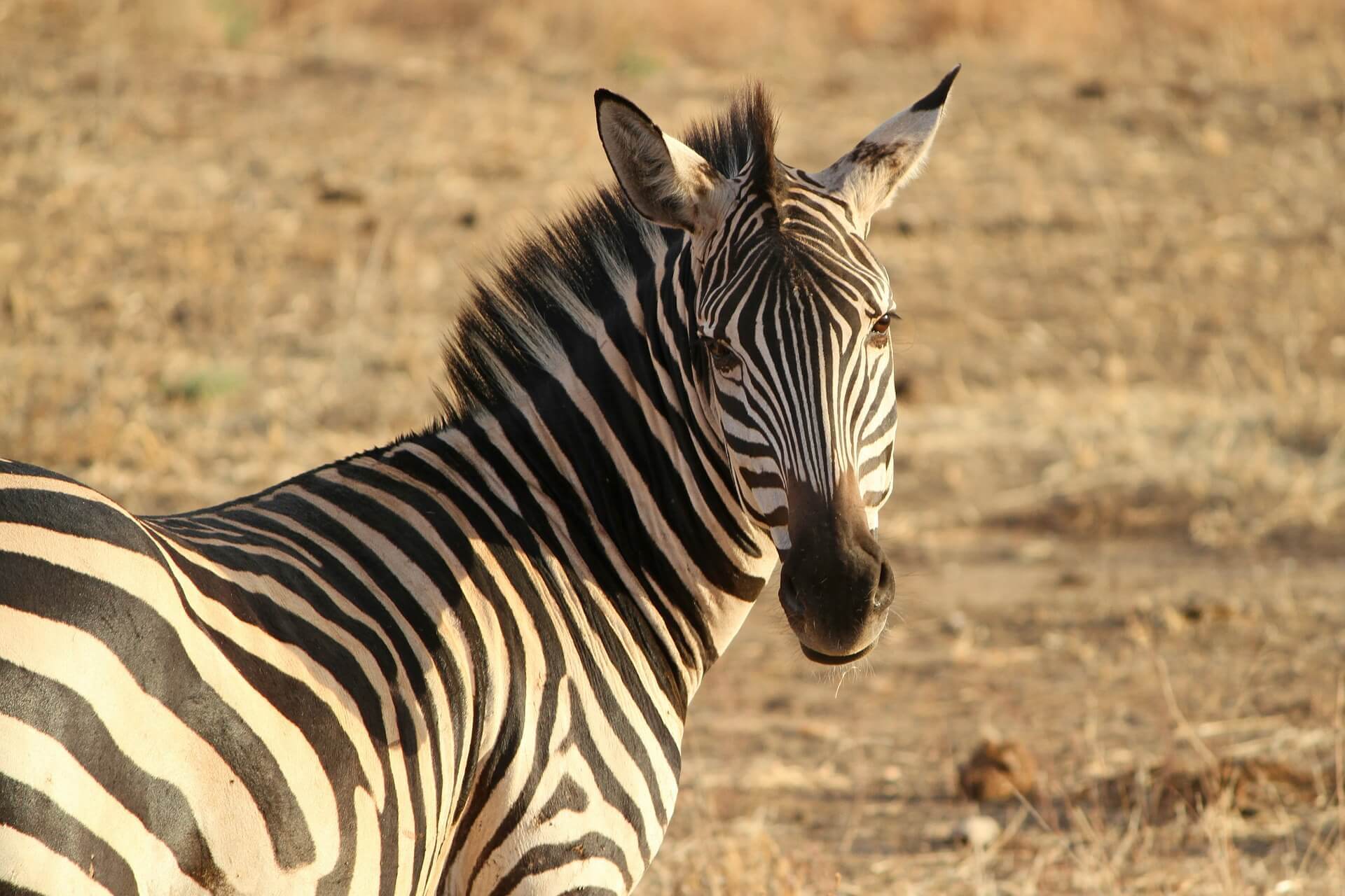 GRAPHIC: Zebra Beheaded and Fed to Tigers at European Zoo