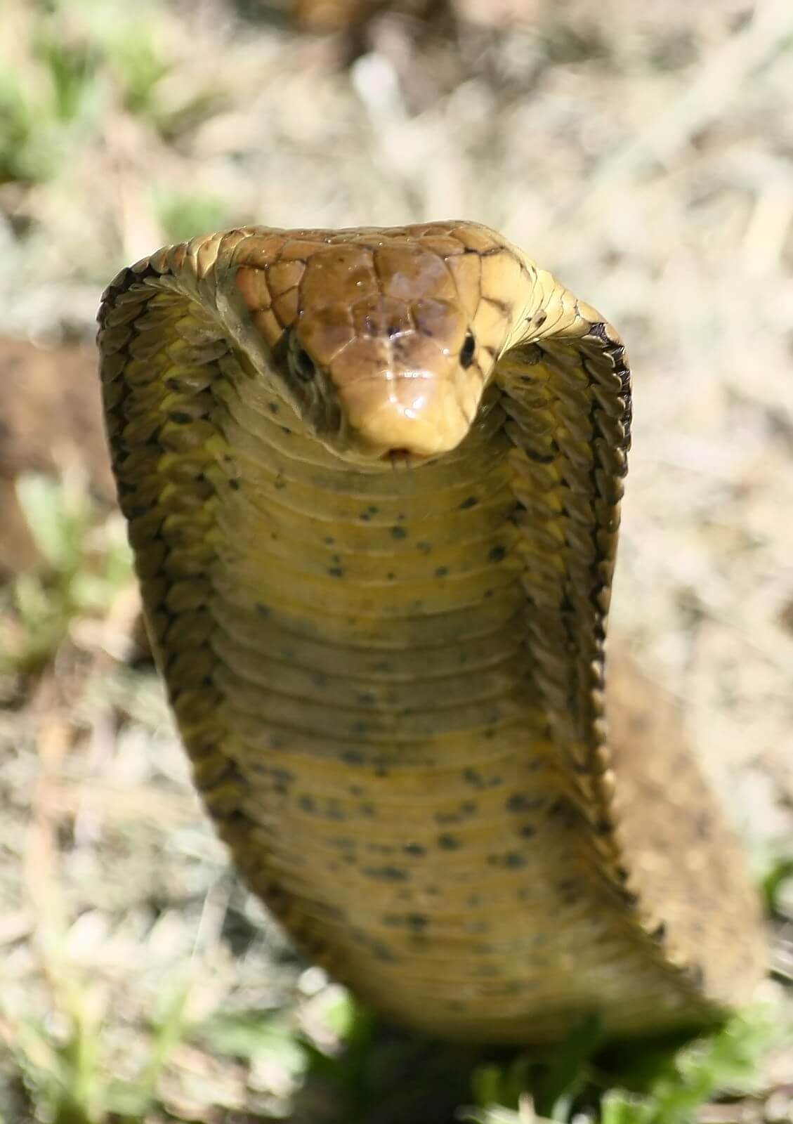 Indonesian Singer Dies After Bite From Cobra Used in Her Show