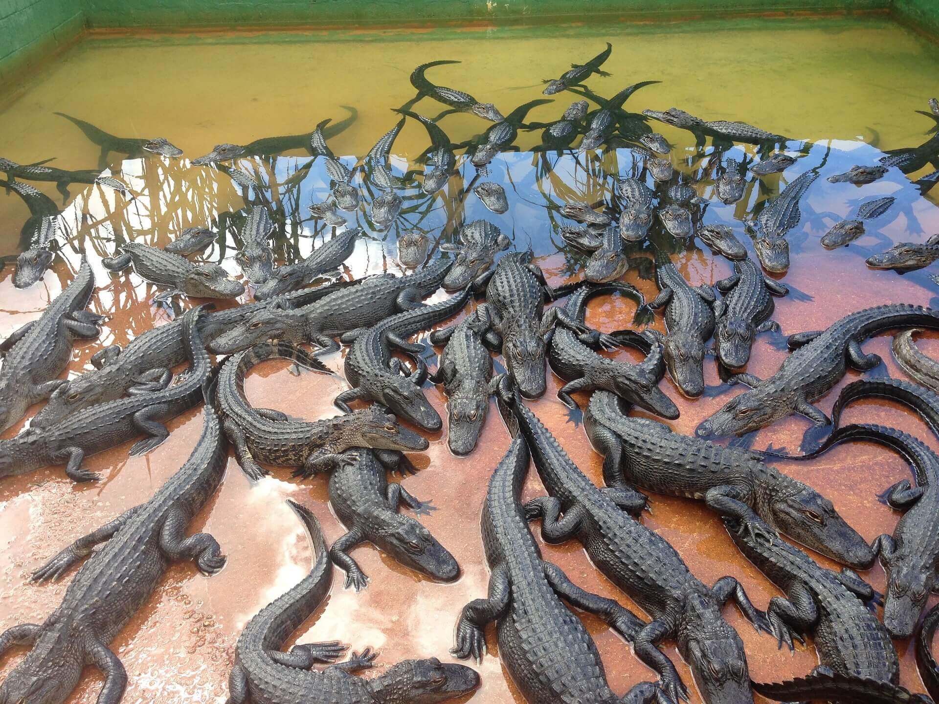 Alligator skin sales banned in California as activists finally defeat  exotic skins industry
