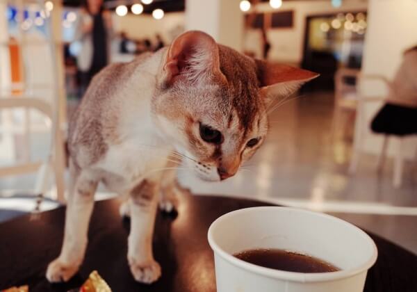 Cat Café in Japan Closes After Violating Cruelty-to-Animals Laws