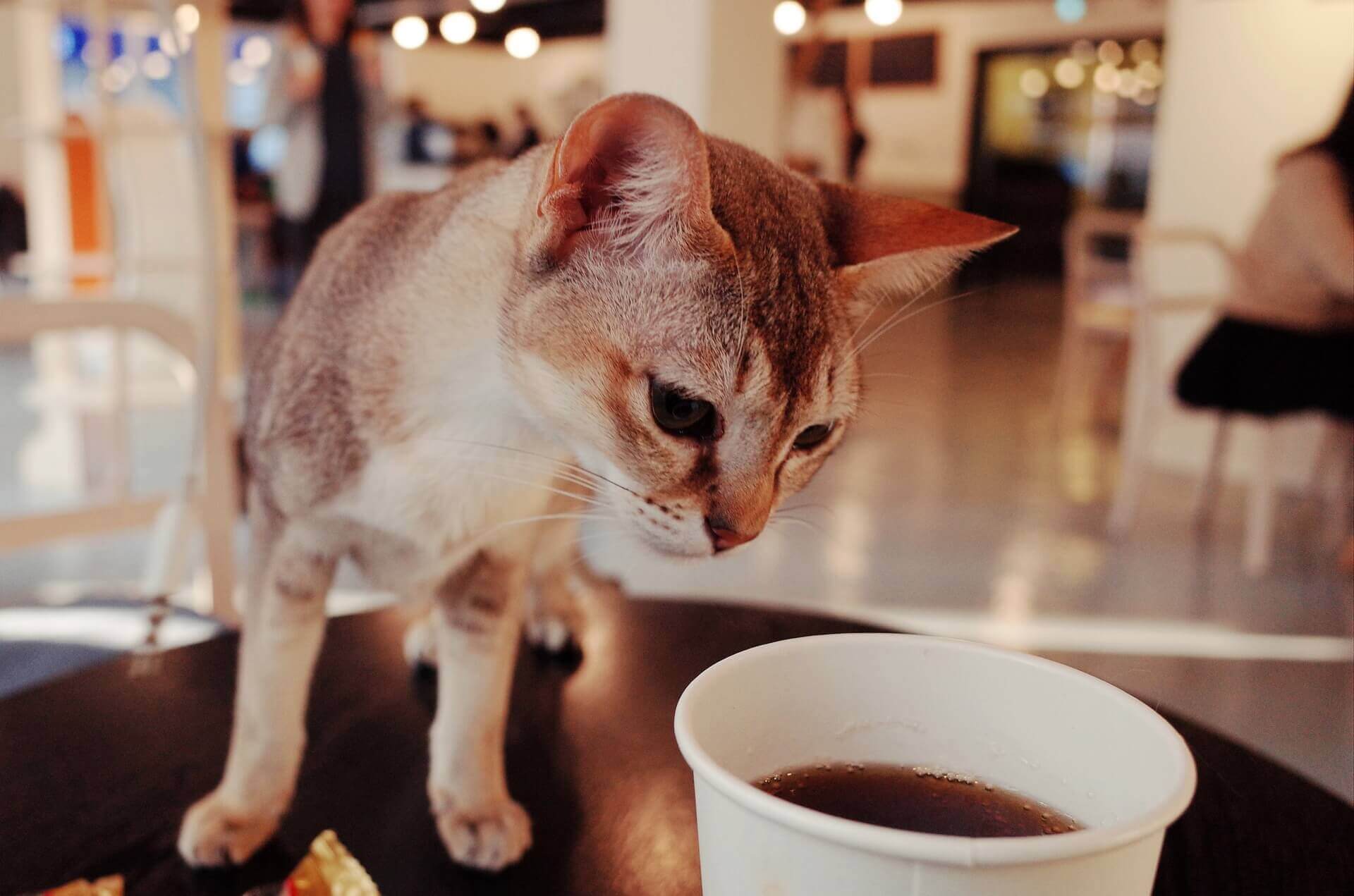 Cat Café in Japan Closes After Violating Cruelty-to-Animals Laws