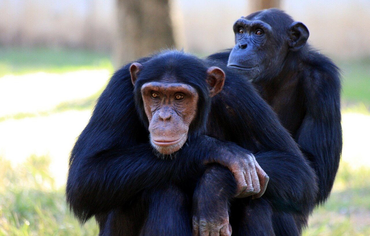 Chimpanzee Escapes Japanese Zoo and Runs for His Life