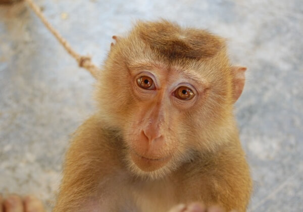 Two Macaques in Indonesia Tied to a Motorcycle, Tortured and Killed