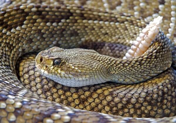 World Record Snake Dies After Just Three Days in Captivity