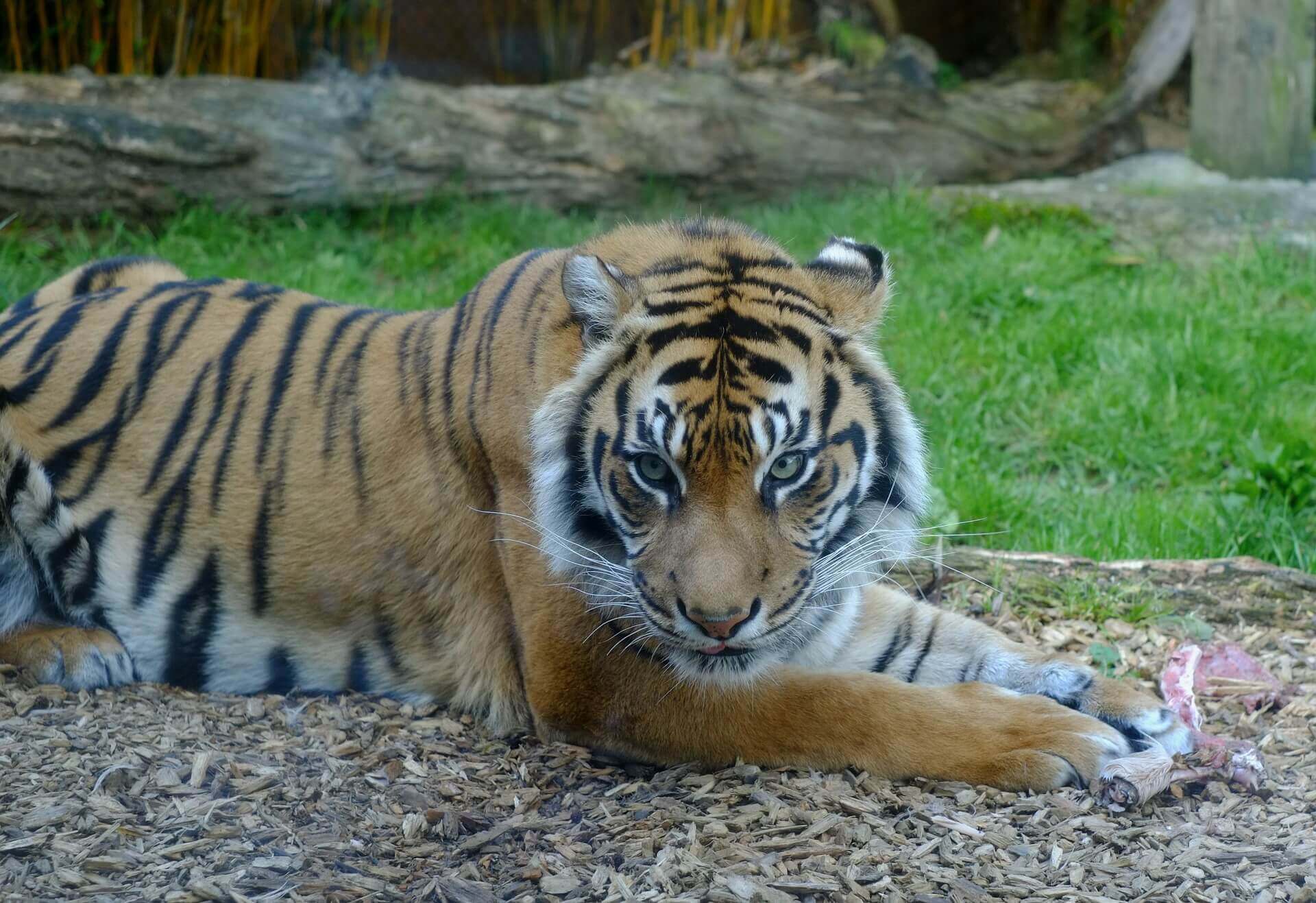 One of the World’s Rarest Tigers Dies at the ‘Zoo of Death’