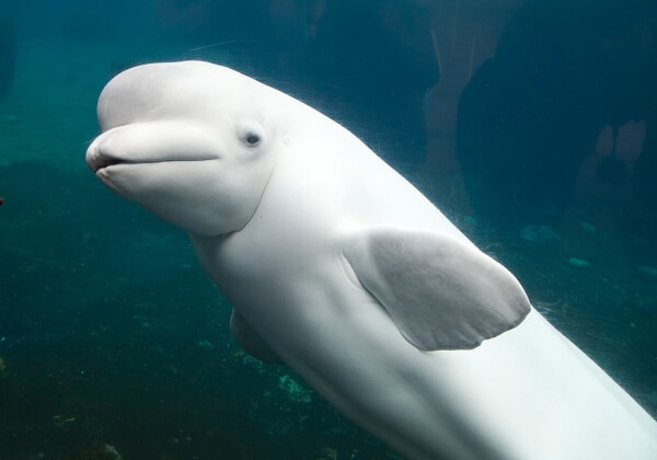 WATCH: Baby Albino Dolphin Kidnapped and Forced to Live in Tiny, Chlorinated Prison