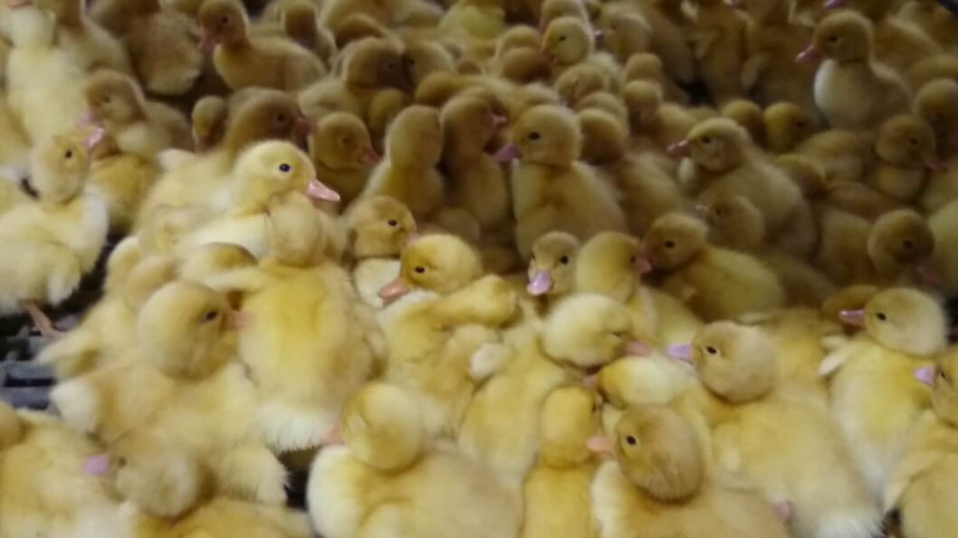 Ducks Kicked, Slammed Against Walls for Meat and Down - News - PETA Asia