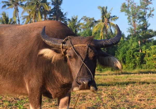 Carabao With Legs Hacked Off Left for Dead in the Philippines