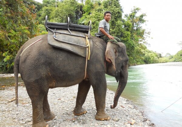 Another Broken Elephant Snaps and Kills