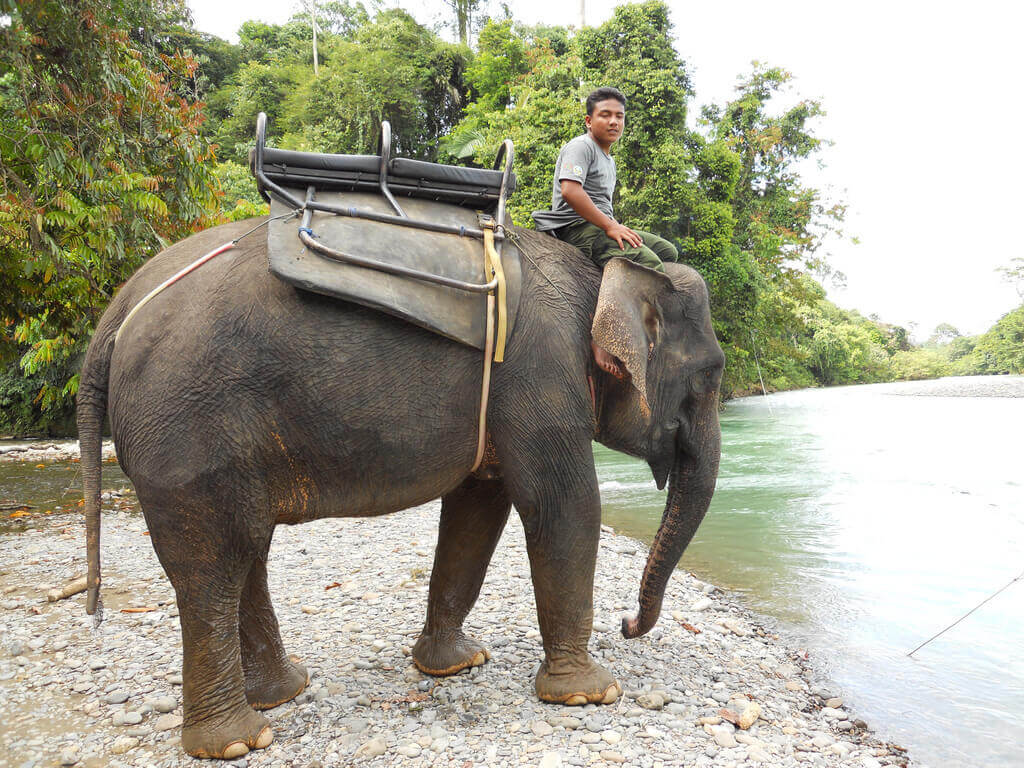 Another Broken Elephant Snaps and Kills