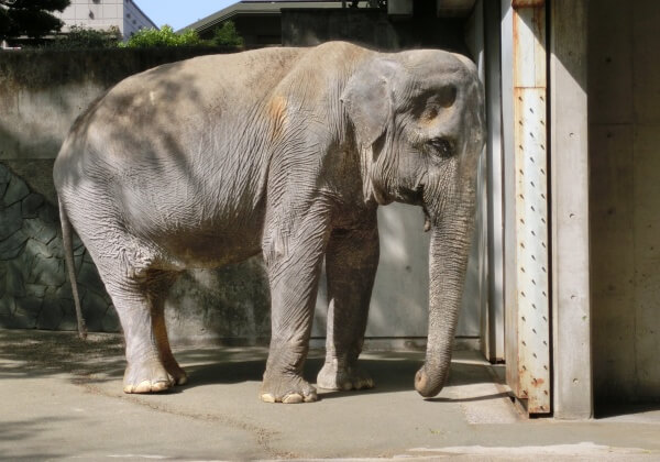 Japan’s Oldest Elephant Dies After Decades Alone