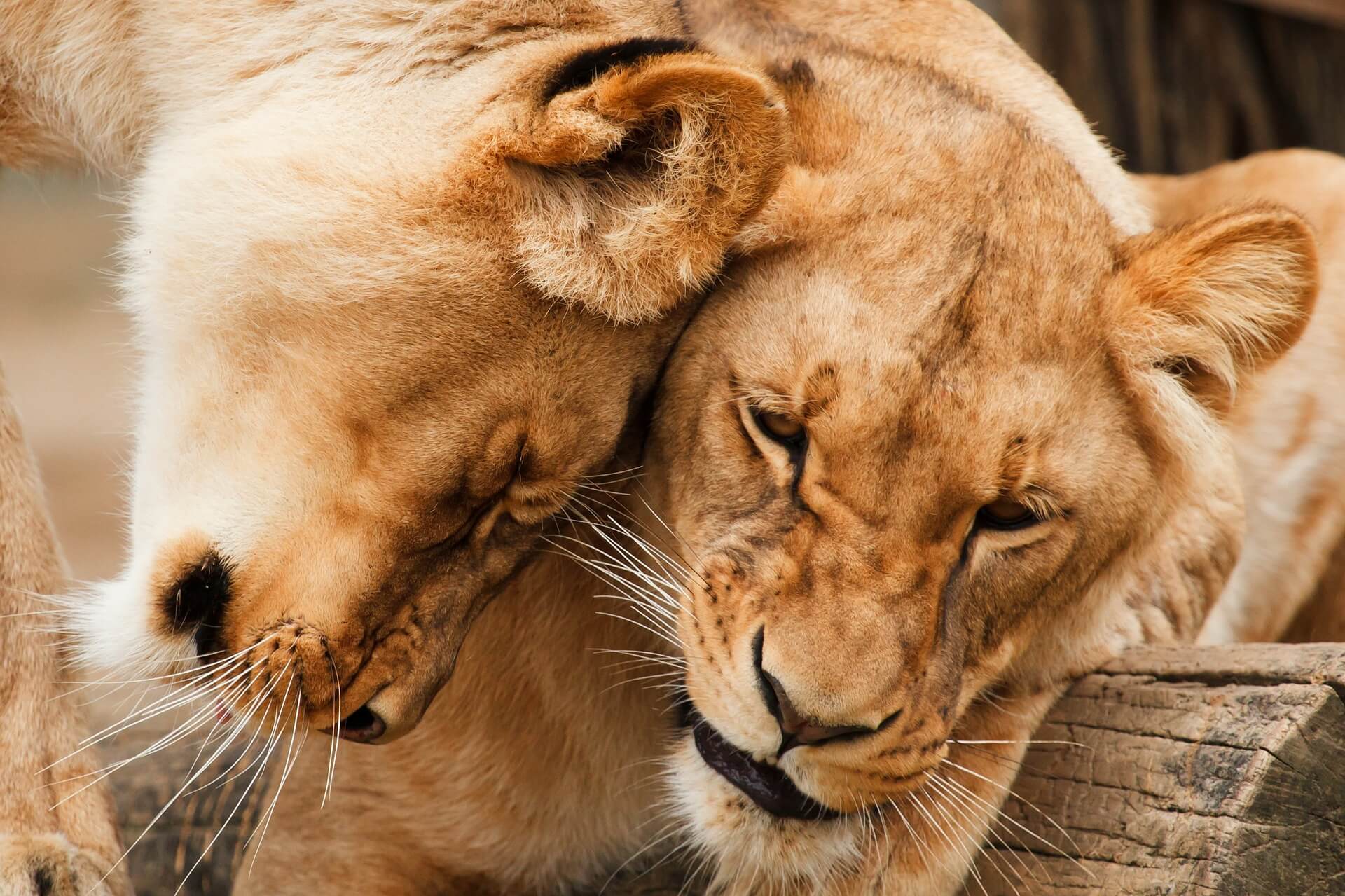 Rescued Circus Lions to Live Freely at South African Sanctuary