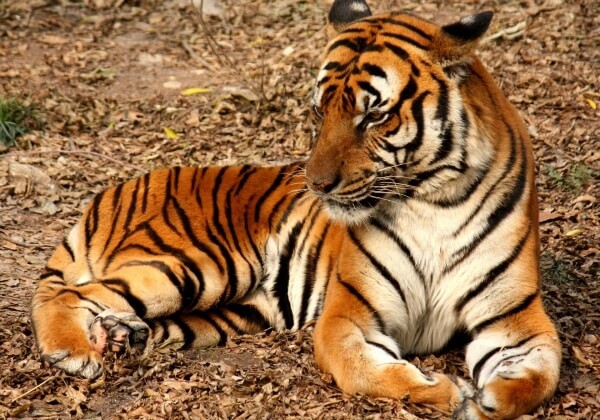 Justin Bieber Poses With Abused Tiger