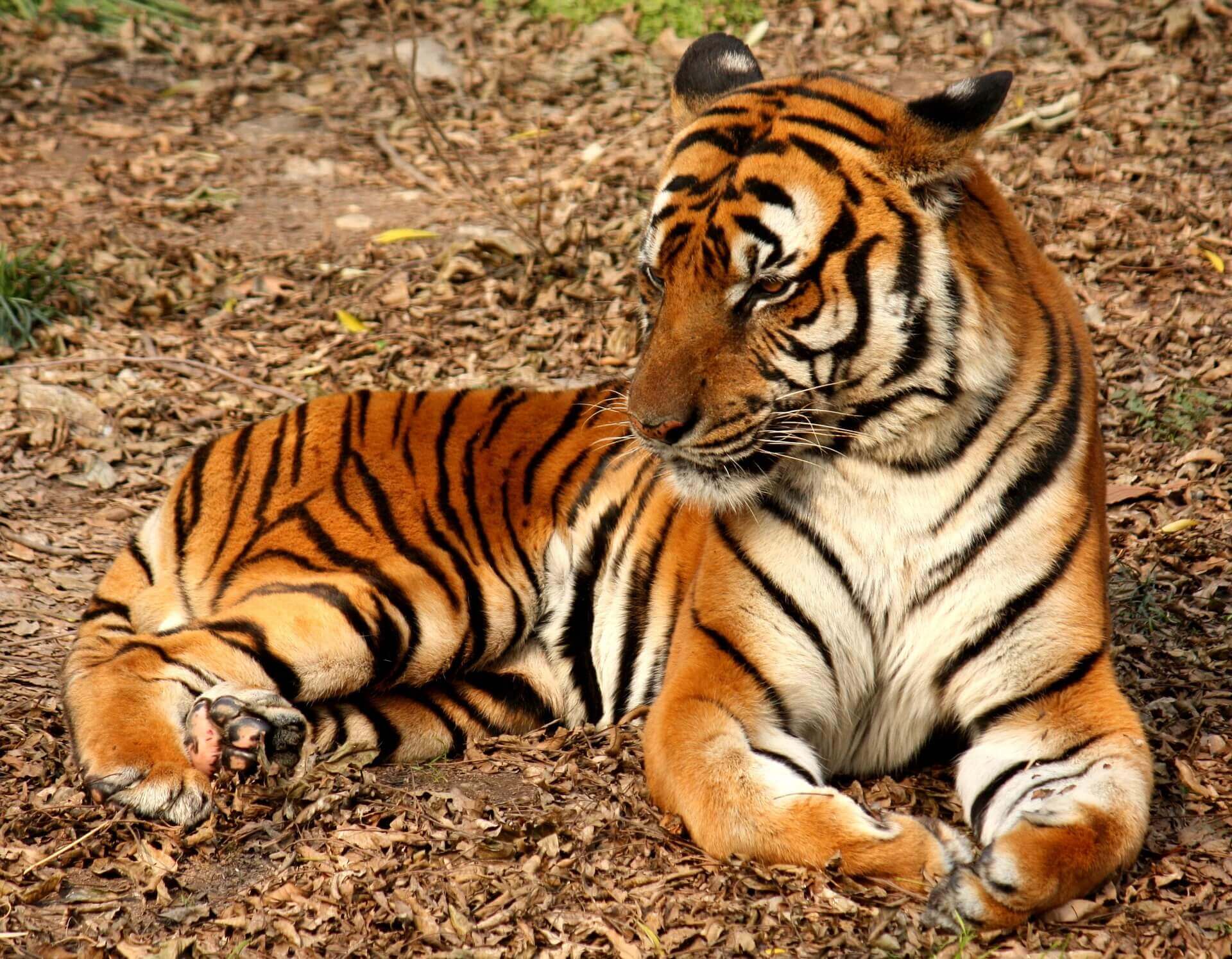 Justin Bieber Poses With Abused Tiger