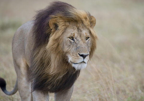 ‘Leaked Video’ Shows Lion Get Revenge on Trophy Hunter