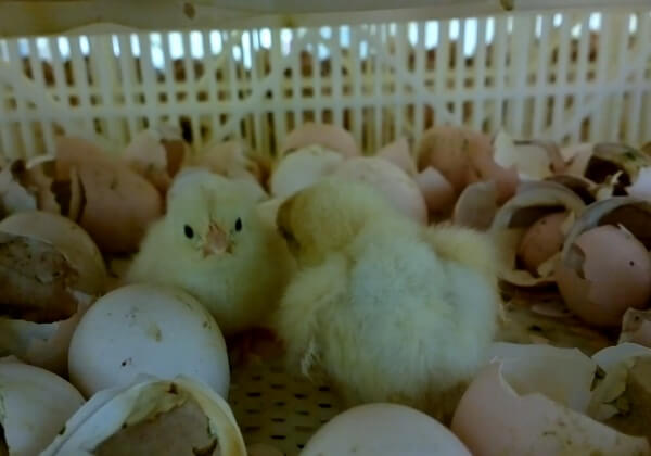 Exposed: Chicks Ground Up Alive at Well-Known Chicken Supplier