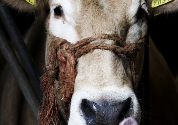 Shocking Slaughterhouse Footage: Cattle Killed With Sledgehammers In Vietnam