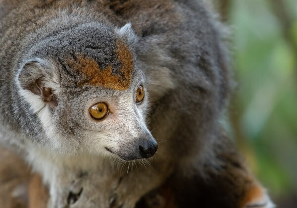 Plant-Eating Lemur Blamed for Buffalo’s Barbaric Death