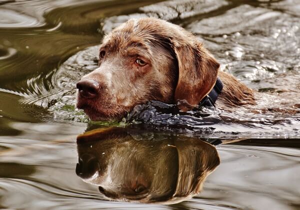 Sikh Man Uses His Turban to Save a Drowning Dog in India