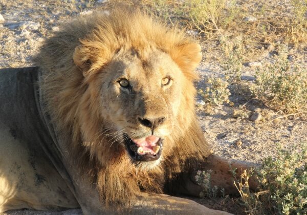 Video: Lion Charges at Toddler in Japan Zoo