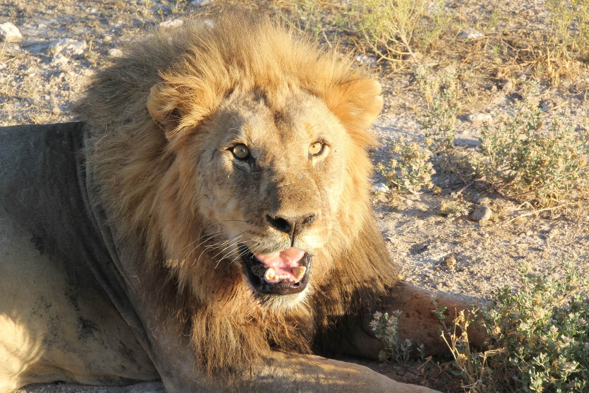 Лев видео. Млекопитающие Лев. P Lion фото. Корова Лев. Лев млекопитающее животное картинки.