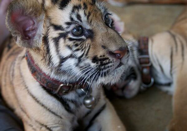 Dear Everyone, Tigers Are Not Selfie Props