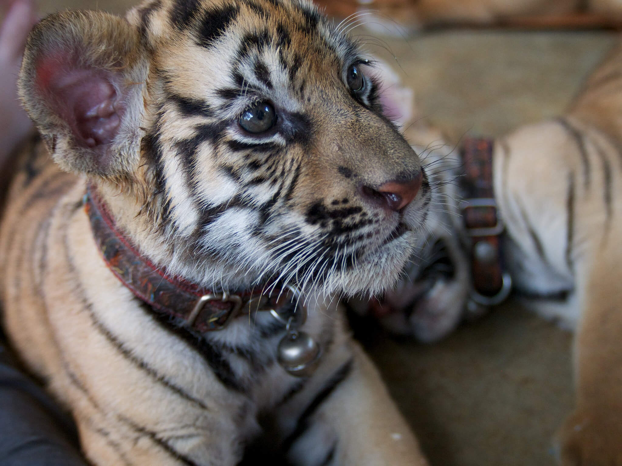 Dear Everyone, Tigers Are Not Selfie Props