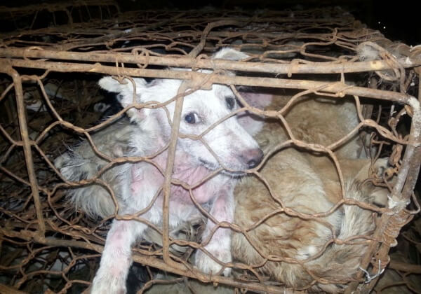 Do These Photos From the Yulin Dog-Eating Festival Look Familiar?