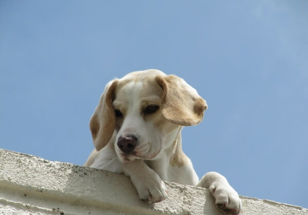 Video: Man Throws Dog off Roof for ‘Fun’