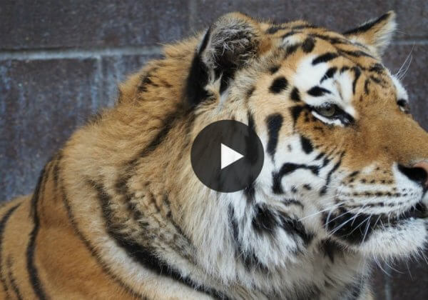 Overworked Tiger Lashes Out at Circus Trainer—Here’s Why We’re Not Surprised