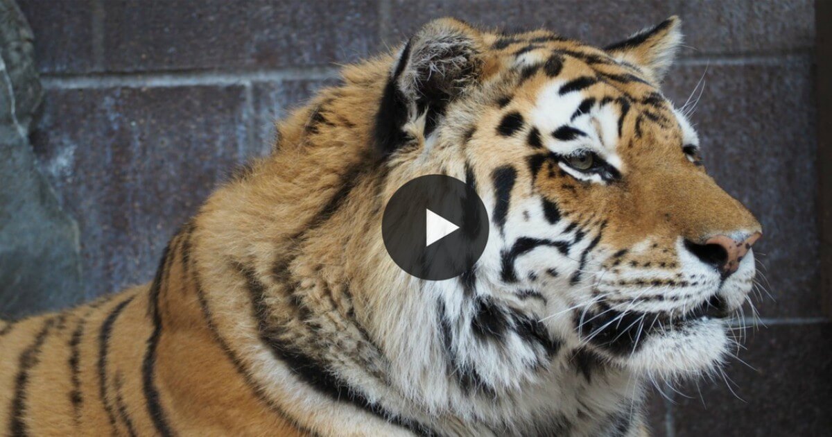 Overworked Tiger Lashes Out at Circus Trainer—Here’s Why We’re Not Surprised