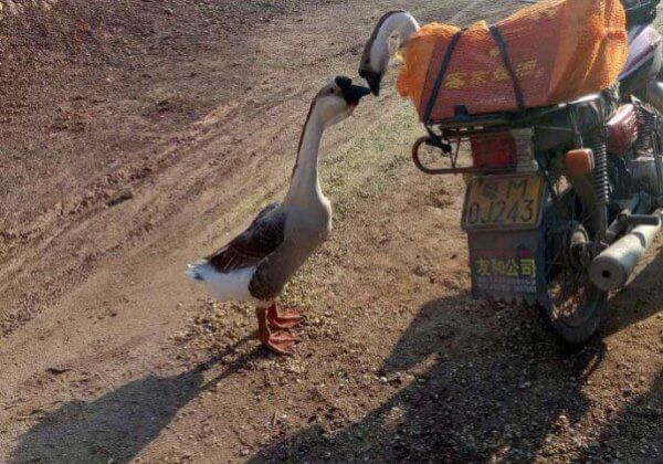 Caught on Camera: Two Geese Share Last Kiss