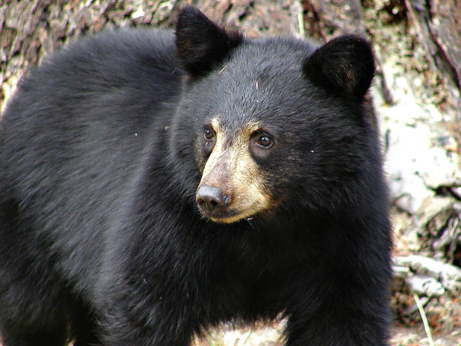 Another Safari Park Death—This Time in Japan