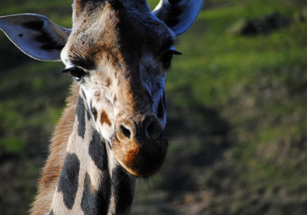 A Zoo in Taiwan Literally Scared a Giraffe to Death