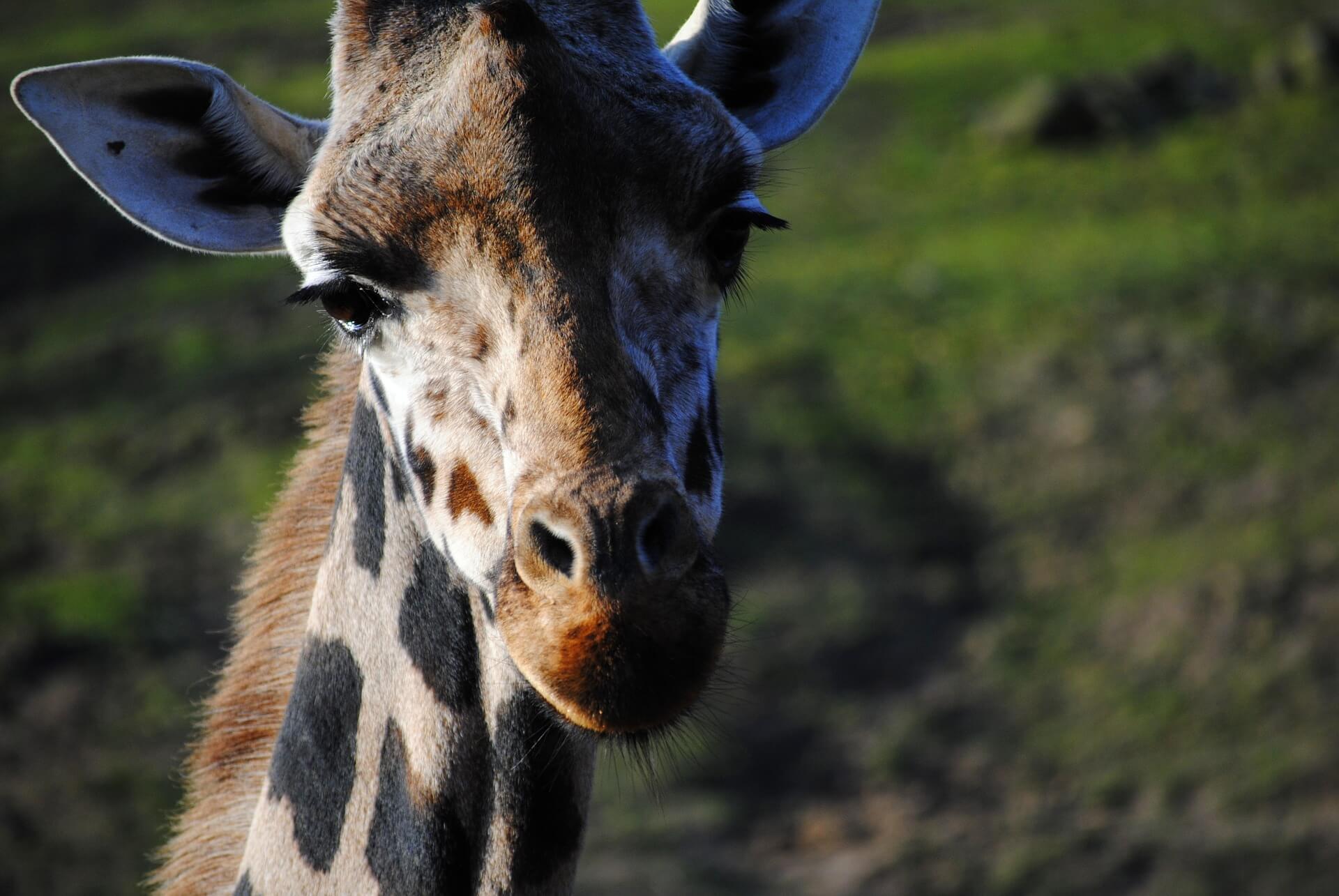 A Zoo in Taiwan Literally Scared a Giraffe to Death