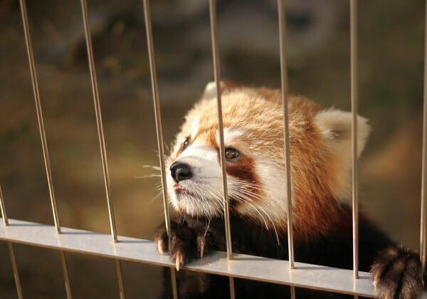 This Red Panda Broke Out of Jail Eight Months Ago—Now, He’s Back in Prison After Being Shot