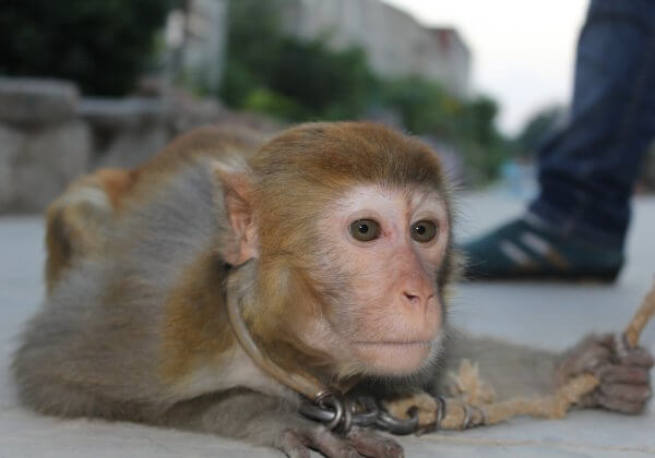 A Day in the Life of a Monkey in the Chinese Circus Industry