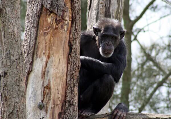 North Korean Zoo Forces Chimpanzee to Smoke 20 Cigarettes a Day