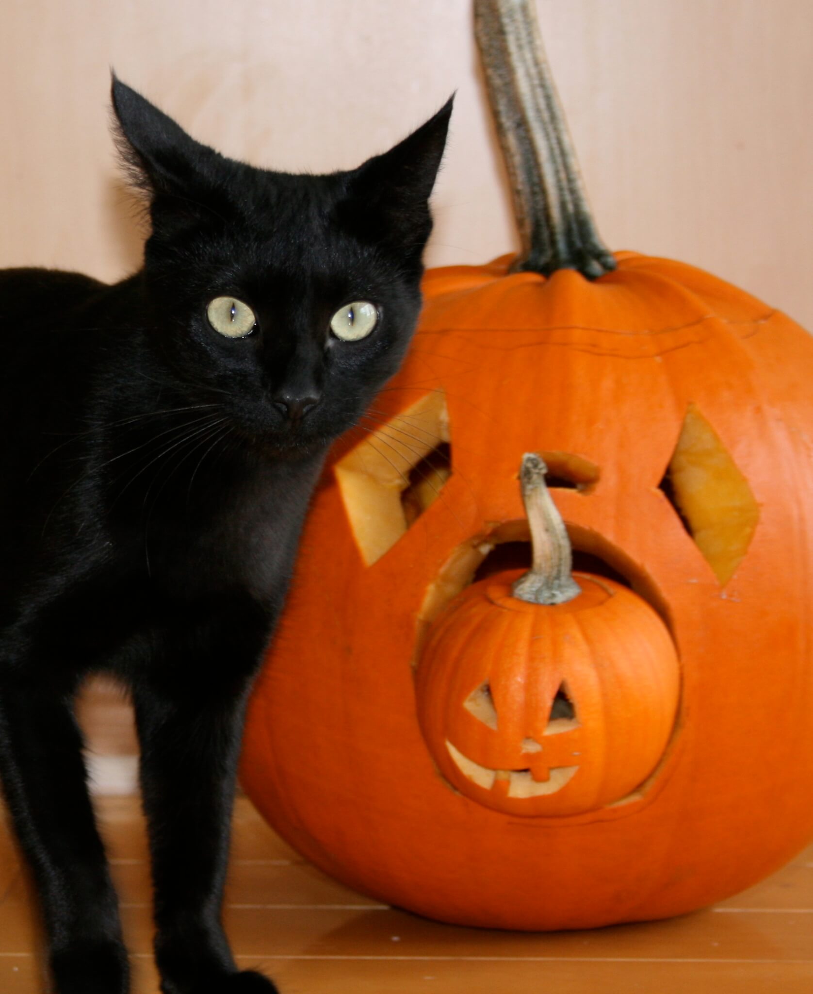 Keep Cats And Dogs Safe During Halloween | Companion Animals - PETA Asia