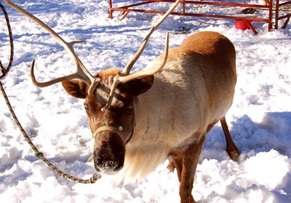 VICTORY! Domino’s Japan Cancels Plans to Use Reindeer to Deliver Pizza