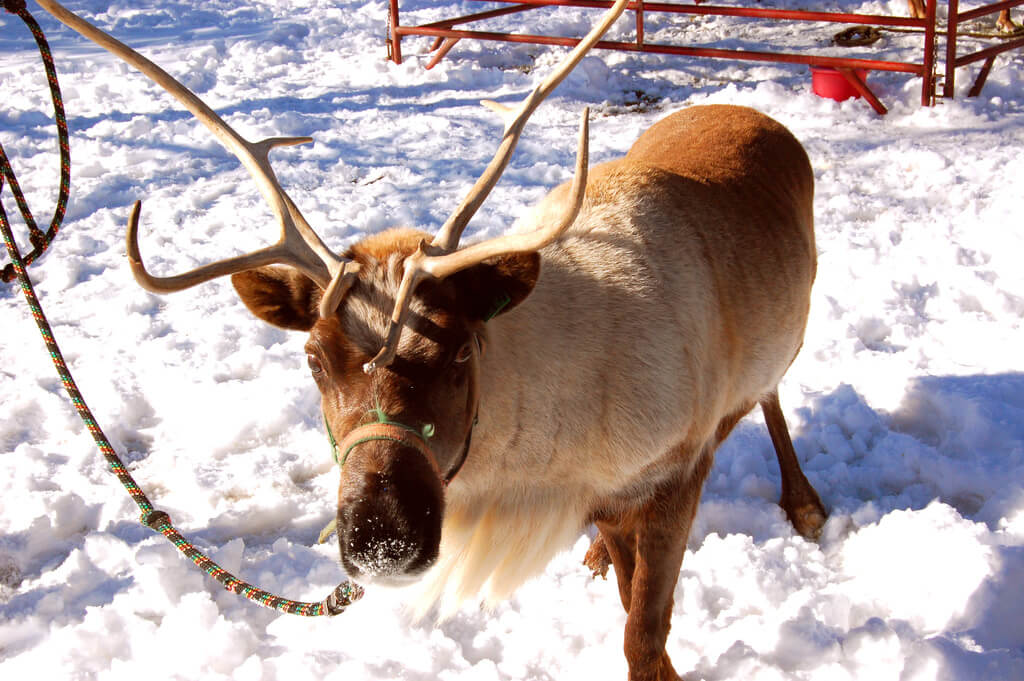 VICTORY! Domino’s Japan Cancels Plans to Use Reindeer to Deliver Pizza